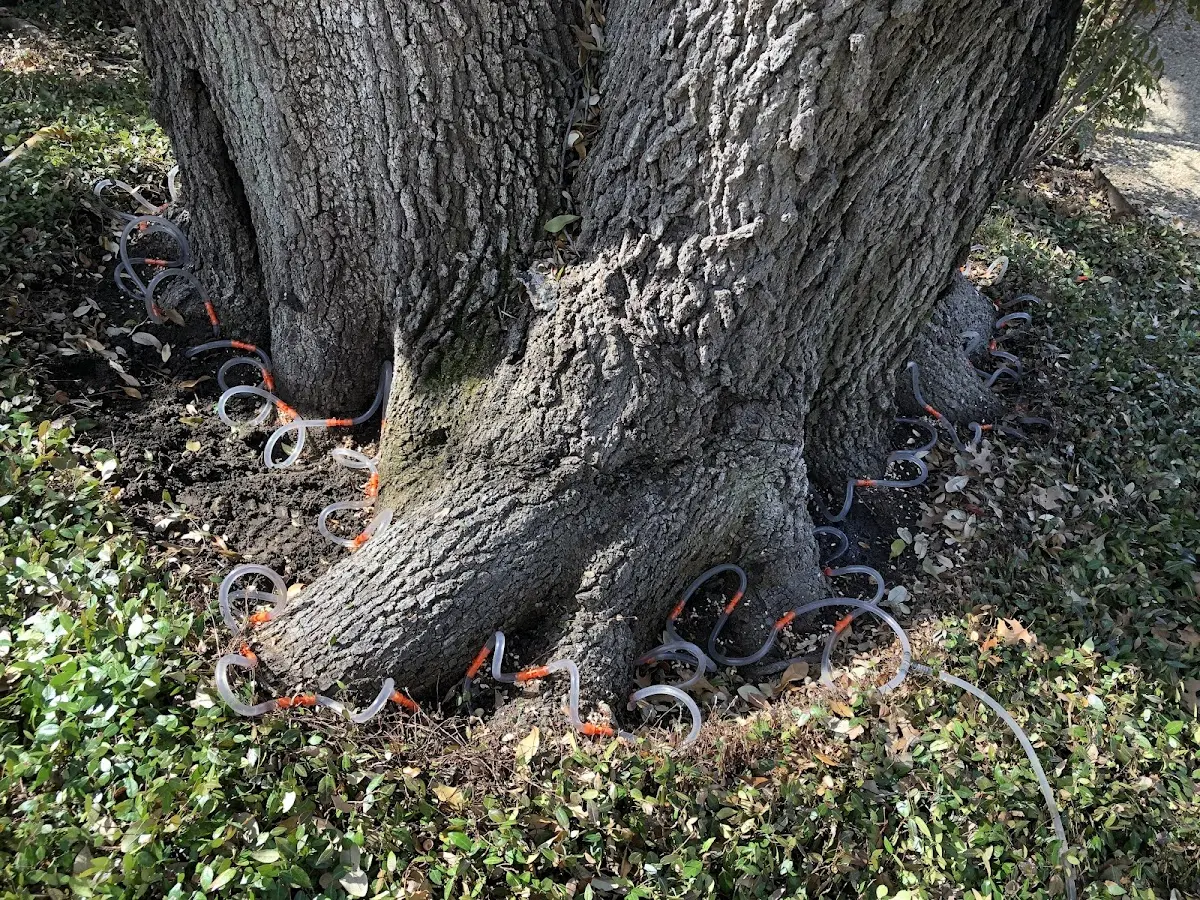 Detailed Tree Cabling and Bracing job site in Green Pond